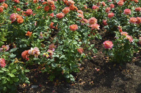 Розы в Британии растут исключительно на конском компосте. Фото автора
