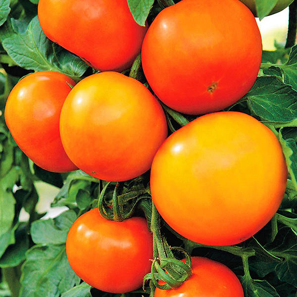 Урожайные сорта томатов для теплиц и открытого грунта. Обзор современныхгибридов