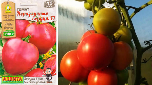 Урожайные сорта томатов для теплиц и открытого грунта. Обзор современныхгибридов