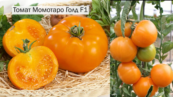 Томат Момотаро Голд описание сорта помидоров характеристики посадка болезни и вредители отзывы