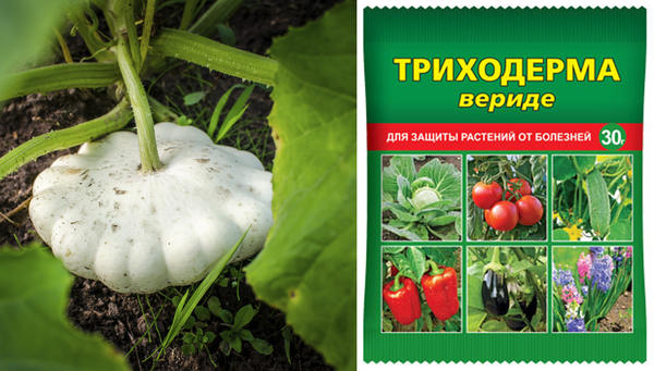 Для профилактики от болезней используем Триходерма вериде