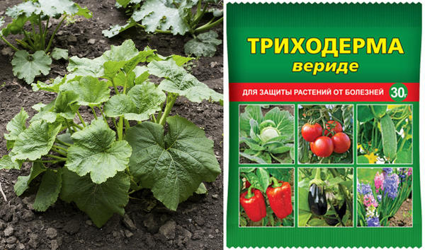 Для профилактики от болезней Триходерма вериде