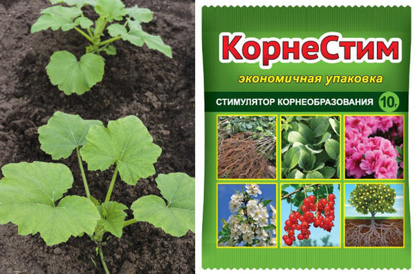 Для лучшей приживаемости рассады используем препарат КорнеСтим