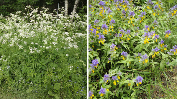 слева: некошеные заросли природной растительности. справа иван-да марья по-своему прекрасное украшение сада. фото автора