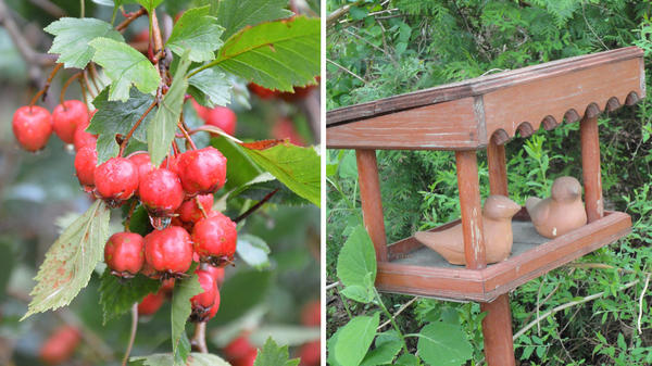 Слева: плоды боярышника спасут снегирей в период бескормицы. Справа: оборудуйте в саду кормушки, птицы отблагодарят вас сторицей. Фото автора