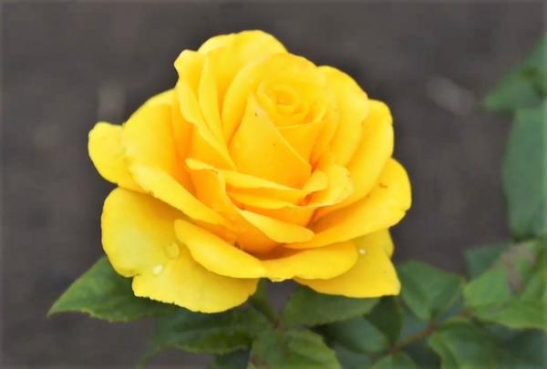 Цветок розы Таро