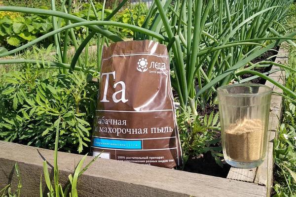 Табачная пыль защитит лук от вредителей