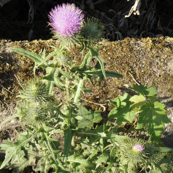 Чертополох Thistle шотландский