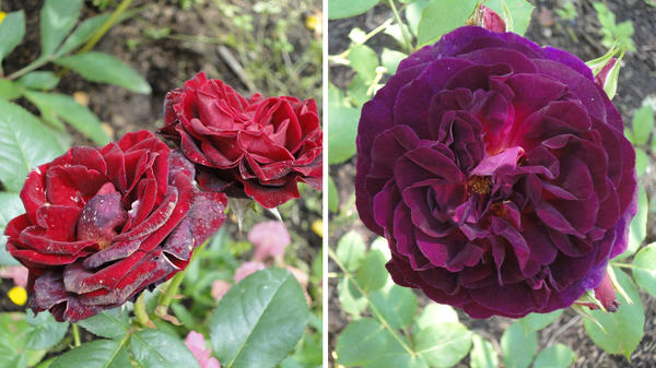 Темноокрашенным розам полуденное солнце вредит. Слева сорт Black Baccara (Meilland), справа - Munstead Wood (D. Austin). Фото автора