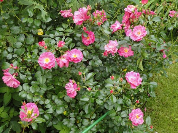 Цветущая все лето напролет ландшафтная роза Palmengarten Frankfurt. Фото автора