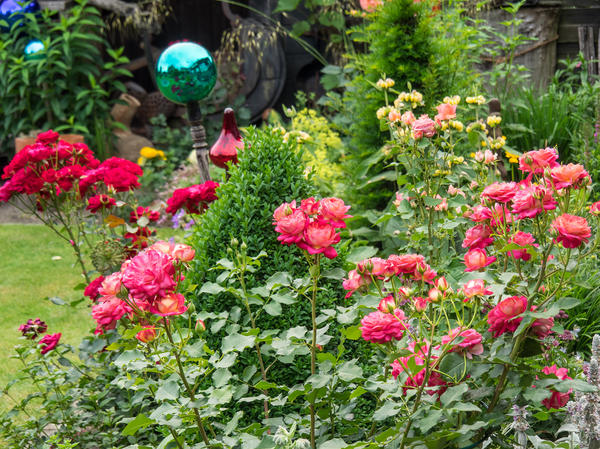 Как красиво посадить розы в маленьком саду. Идеи и практичные подсказки
