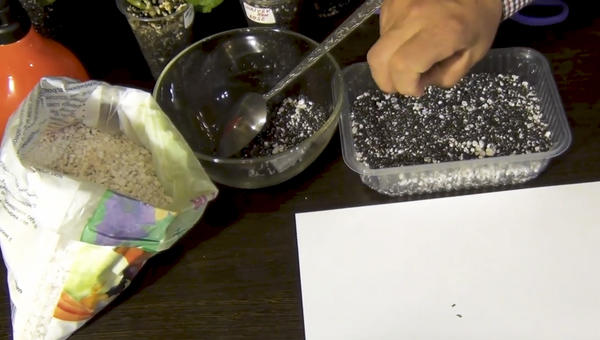 Насыпаем грунт в рассадную плошку, разравниваем и выкладываем на поверхность семена