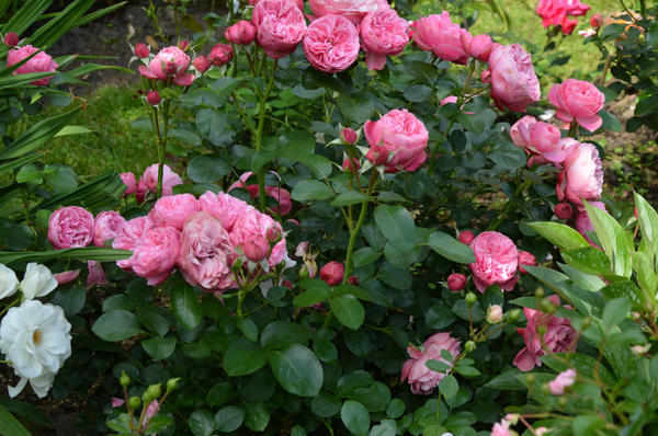 leonardo da vinci - выдающаяся роза из группы флорибунд. фото автора