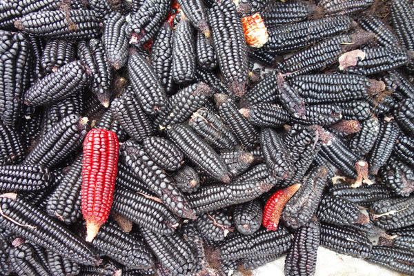 Черная кукуруза Хопи