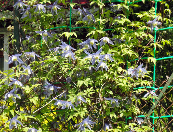 Нежные цветы княжиков - прелестное украшение майского сада. Фото автора