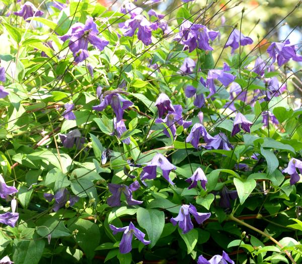 Видовой клематис фиолетовый - прекрасное украшение моего сада - достался мне случайно. Фото автора