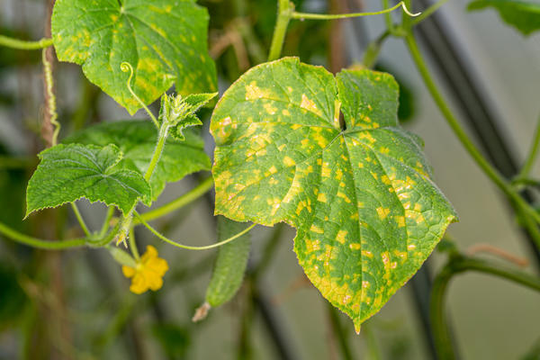 Вирус мозаики на огурце