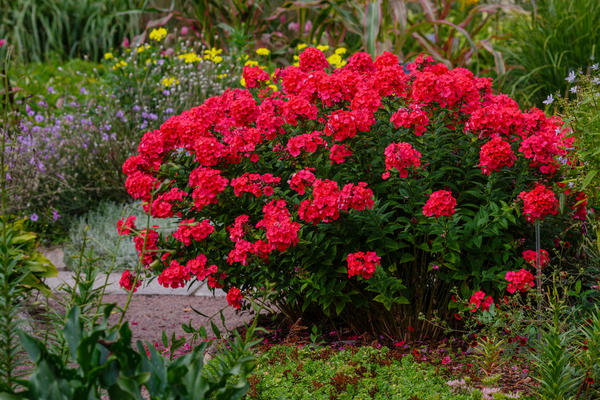 Красные цветы для сада: 12 огненных многолетников с фото и описанием