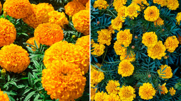 Marigolds