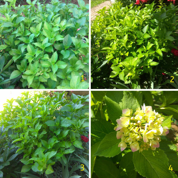 Гортензия крупнолистная после подкормки: через 1 неделю без видимых изменений(1); через 3 недели куст подрос на 20 см, листва зеленая (2); через месяц куст значительно увеличился в диаметре, появились новые побеги, сформировалась цветочная кисть (3); через 5 недель видно, что цвести будет розовым цветом (4)