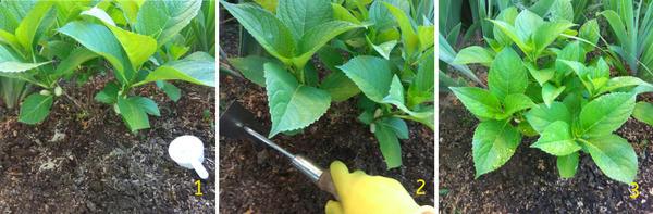 Внесла удобрение (1), перемешала удобрение с почвой (2), полила и подсыпала кислый грунт (3)