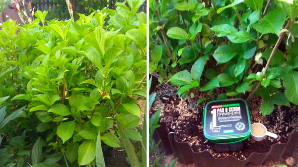 Гортензия крупнолистная, возраст куста 15 лет. Внесла удобрение Для гортензий 30 июня