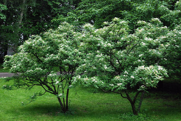 Рябина Кёне весной. Фото с сайта landscapeplants.oregonstate.edu