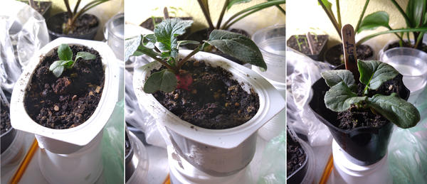 Так выглядят тестовые растения