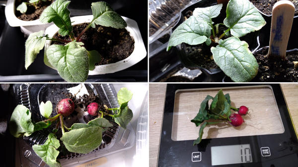 Еще две тестовые редиски. 28 февраля