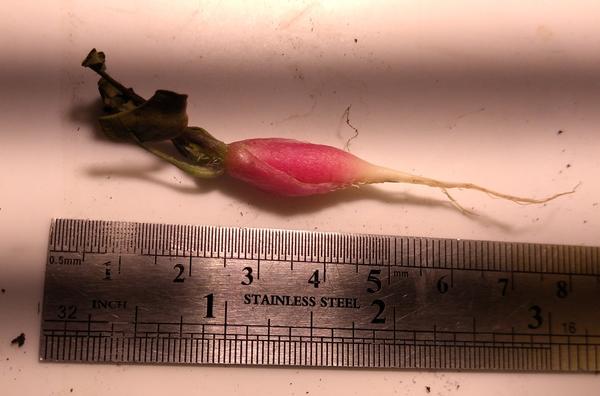 Первая тестовая редиска