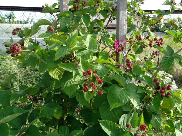 Blackberry Darrow. Foto Marina Pestova (vk_marypestova)