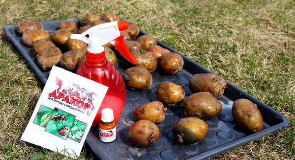 Дракор для обработки клубней. Дракор для обработки клубней картофеля. Как обезопасить картофель от вредителей. Клубни картофеля можно обработать регентом?.