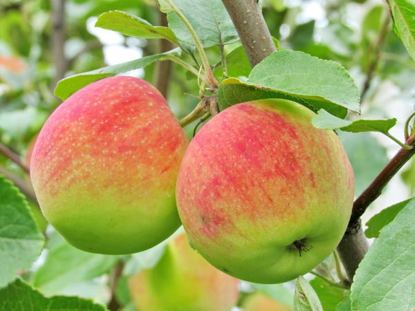 Летние сорта яблонь: описание с фото, отзывы