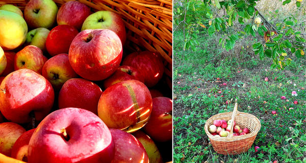 Зимние сорта яблонь: описание с фото, отзывы