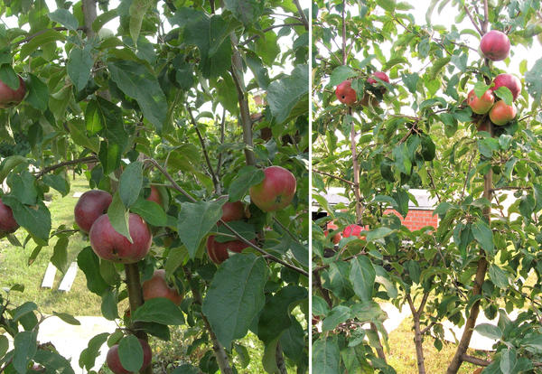 Зимние сорта яблонь: описание с фото, отзывы