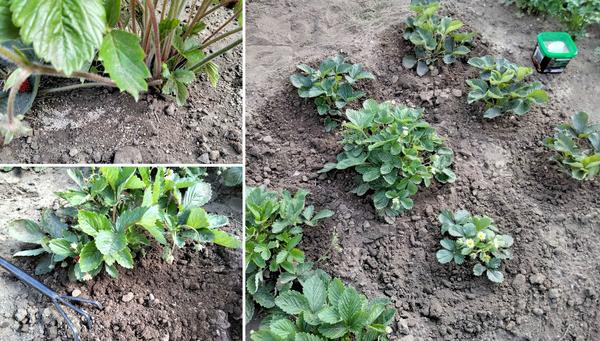 Удобрение и рыхление земляники