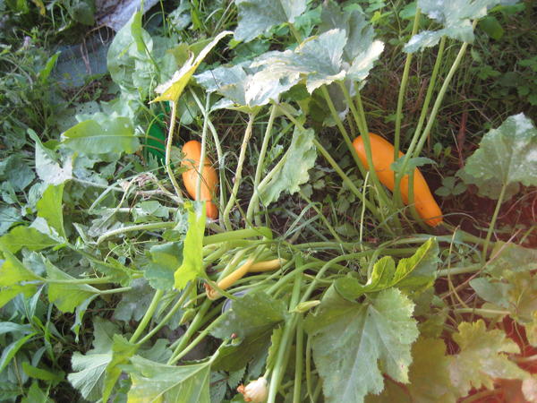 Кабачки из контрольной группы