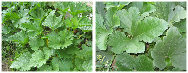 Так выглядели кабачки в конце июля