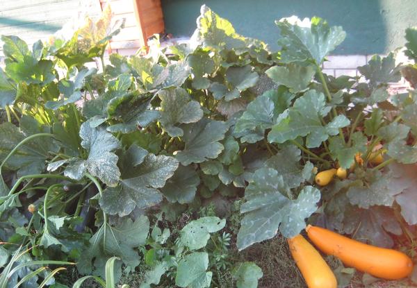 Кабачки, которые я подкармливала