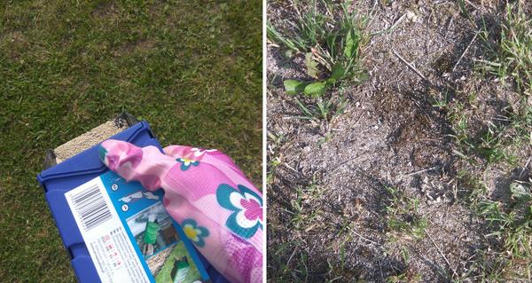 Рассыпаю удобрение по газону с помощью совка-контейнера