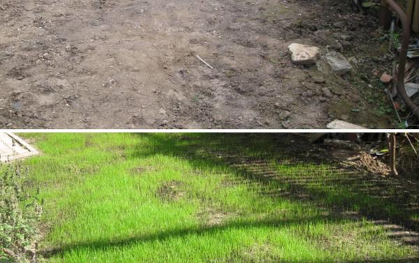 Освоение участка и посев газона. Фото сделаны в 2014 г.