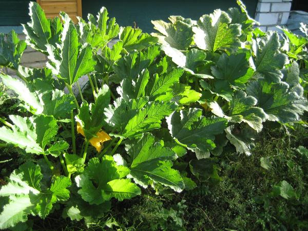 Влияет ли удобрение на рост растений? Еще как!