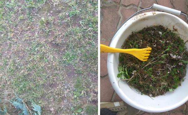 Мох и грибы удалены