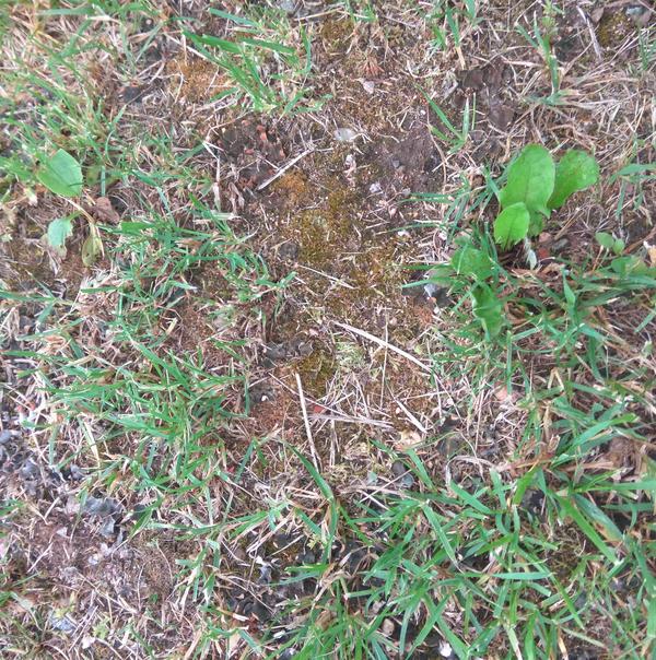 Лужайка после дождя