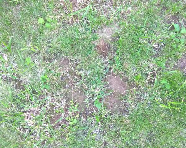 Газон через 10 дней после вычесывания