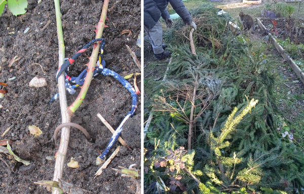 Хвойное одеяло для роз от Натальи Т (28101959NaTa) из Гаврилова Посада