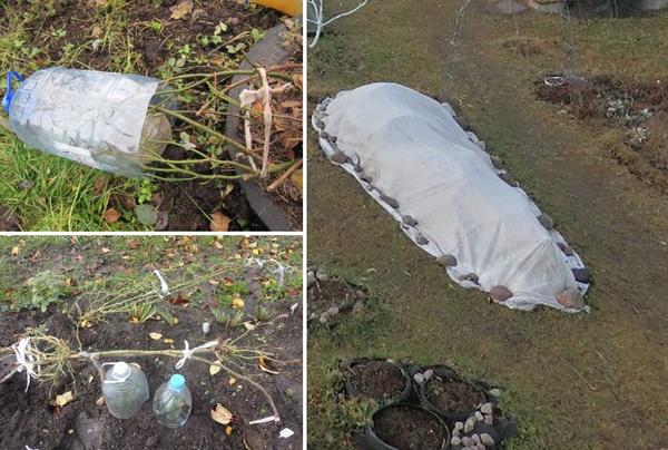 Подготовка штамбовых роз к зиме. Фото Татьяны (Tanyusik)