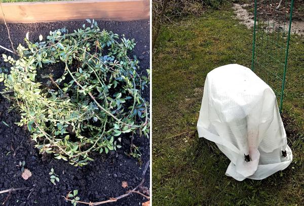 Подготовка роз к зиме. Фото Людмилы (LudmilaMila)