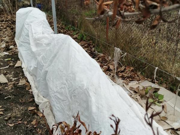 Зимнее укрытие ежевики Black Satin. Фото Ксении (kseni)