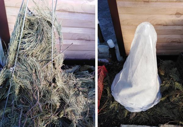 Утепление молодой гортензии метельчатой. Фото Галины Шлёндиной (GalinaShlendina)